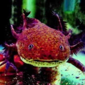 Meet your Posher, Gage